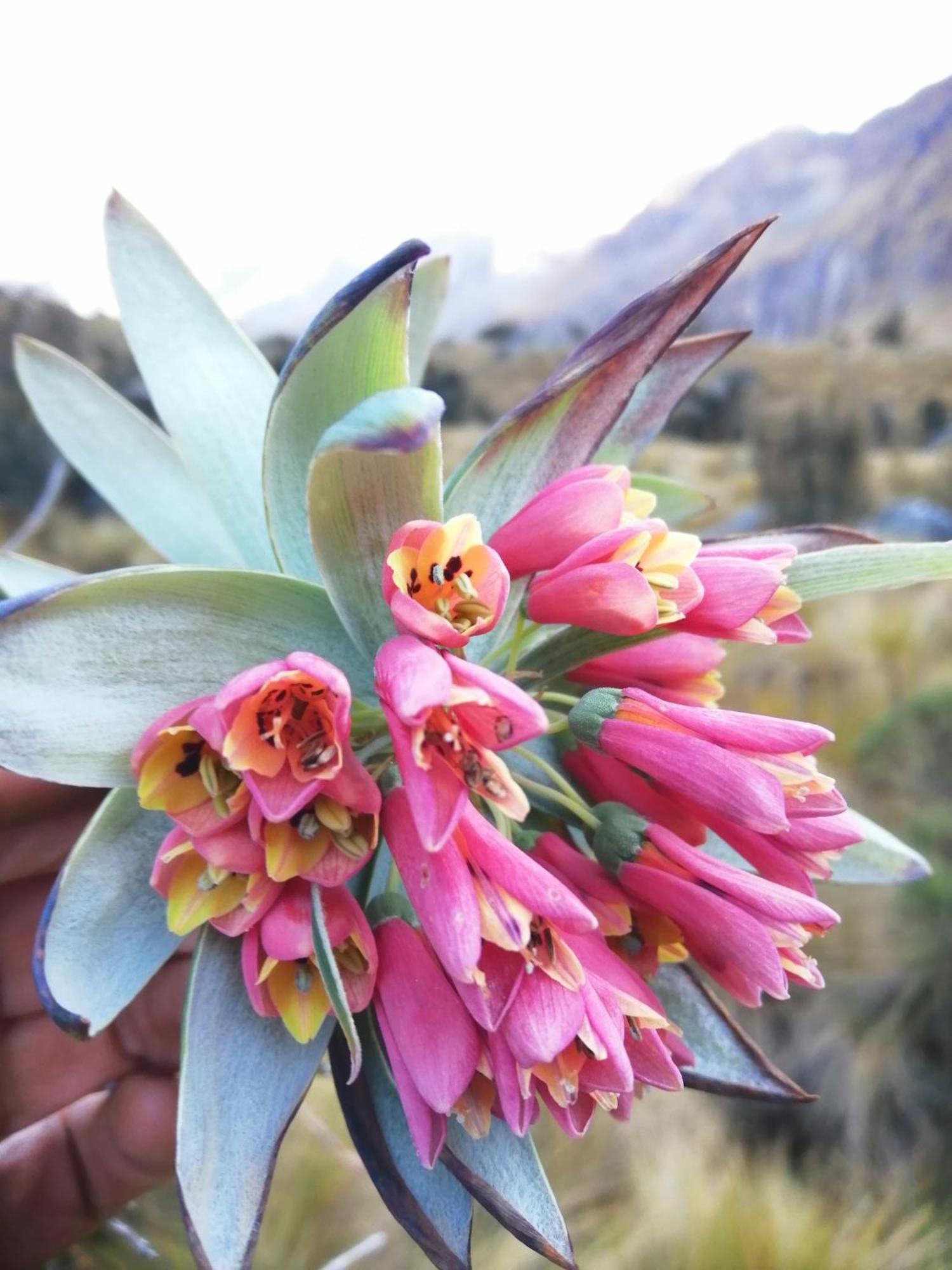 לינה וארוחת בוקר Amazing Huaraz מראה חיצוני תמונה