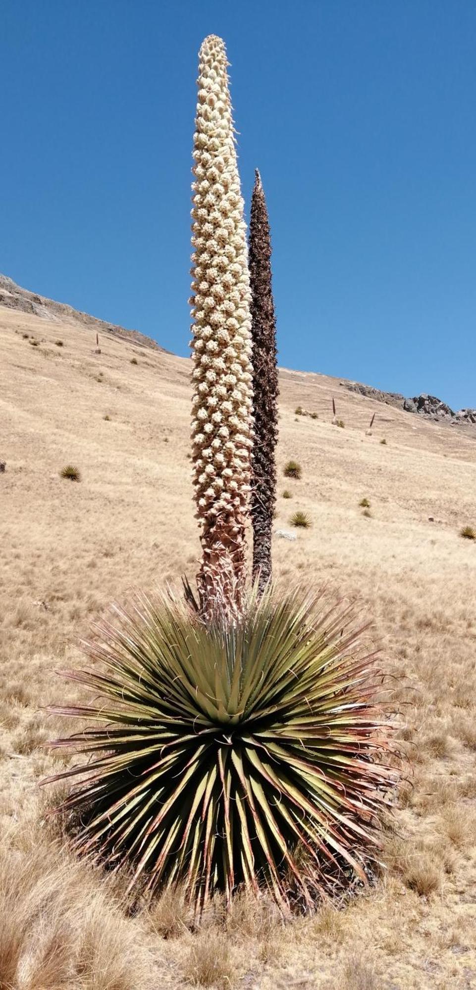 לינה וארוחת בוקר Amazing Huaraz מראה חיצוני תמונה