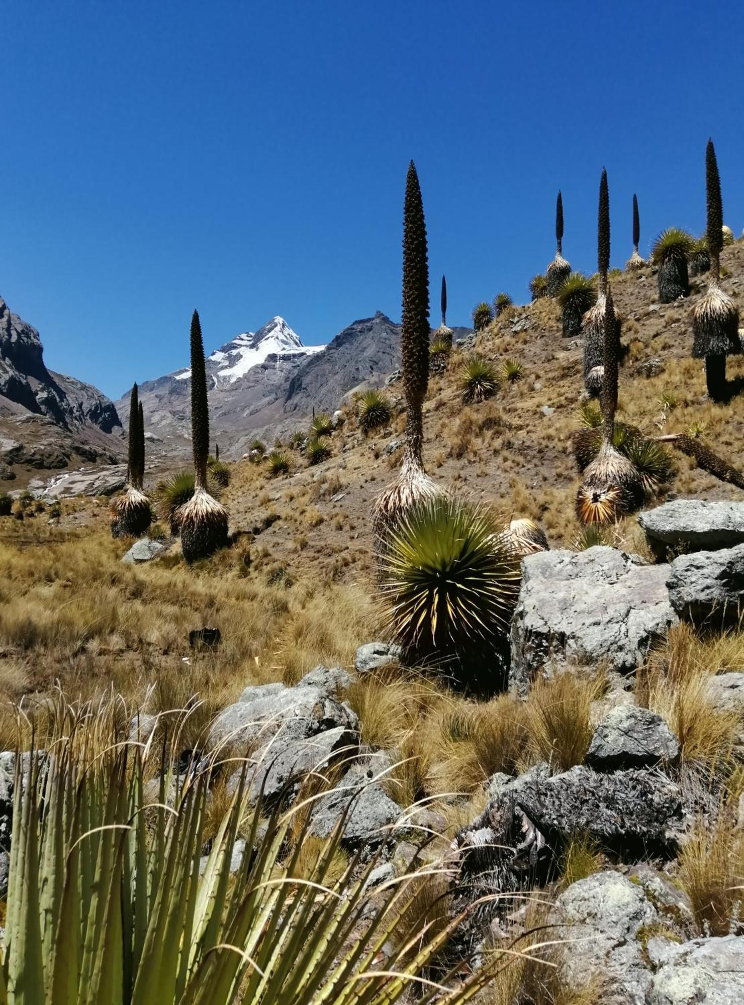 לינה וארוחת בוקר Amazing Huaraz מראה חיצוני תמונה